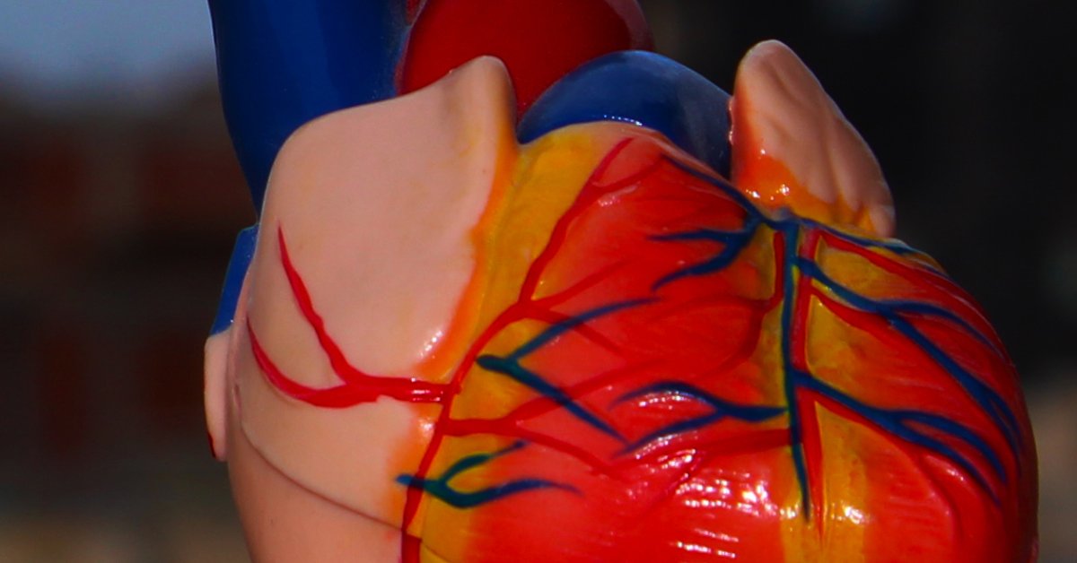 Modelo anatômico de coração humano, ilustrando o órgão estudado na pesquisa sobre regeneração muscular após infarto